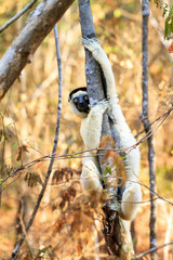 Verreaux's sifaka (Propithecus verreauxi), or the white sifaka, in Kirindy Mitea National Park, Madagascar