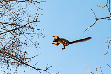 The red-fronted lemur (Eulemur rufifrons) flying through the sky in Kirindy Mitea National Park, in Madagascar