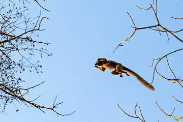 The red-fronted lemur (Eulemur rufifrons) flying through the sky in Kirindy Mitea National Park, in Madagascar © dennisvdwater