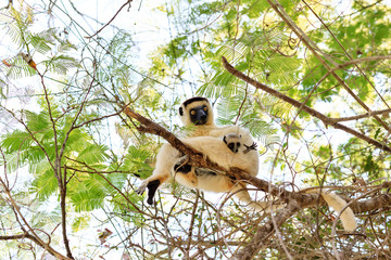 Verreaux's sifaka (Propithecus verreauxi), or the white sifaka, with baby in Kirindy Mitea National Park, Madagascar