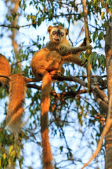 The red-fronted lemur (Eulemur rufifrons), also known as the red-fronted brown lemur in the Kirindy Mitea National Park, in Madagascar