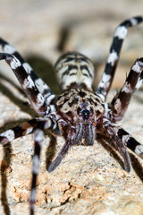 Black and white spider found in a cave in Tsingy de Bemaraha strict nature reserve, presumably a Tsingy Cave Spider (Viridasius fasciatus)