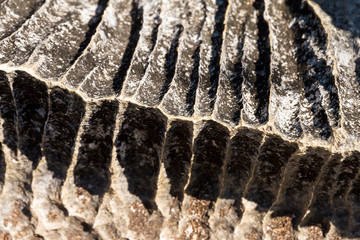 Beautiful close up of the unique geography at the Tsingy de Bemaraha Strict Nature Reserve in Madagascar