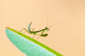 Beautiful small praying mantis (order Mantodea) in the Tsingy de Bemaraha Strict Nature Reserve in Madagascar