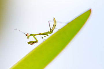 Beautiful small praying mantis (order Mantodea) in the Tsingy de Bemaraha Strict Nature Reserve in Madagascar