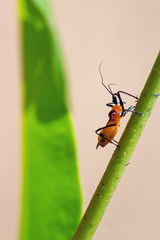 Assassin bug (family Reduviidae) on a flower in Madagascar