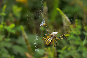 argiope fasciata (Argiope bruennichi) con preda