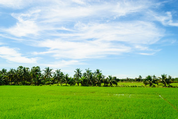Thai rice field against blue cloudy sky