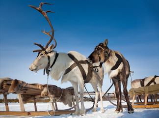 Reindeers in harness