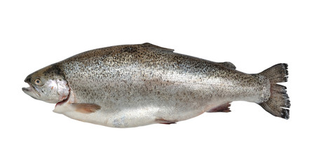 Rainbow trout isolated on white background