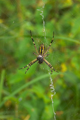 argiope fasciata (Argiope bruennichi) con preda