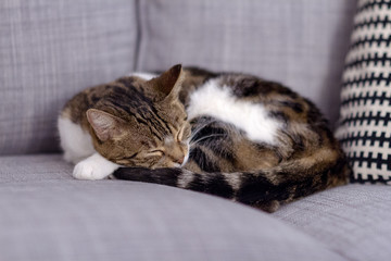 Mirada felina