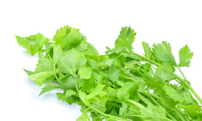 fresh Celery isolated on white background