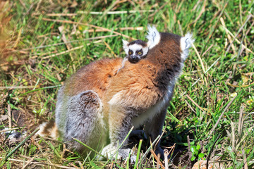 Ring-tailed Lemur (Lemur catta) with baby in Anja reserve national park in Madagascar