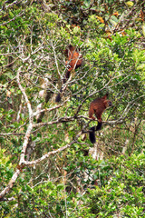 The red-bellied lemur (Eulemur rubriventer) in Ranomafana national park, Madagascar