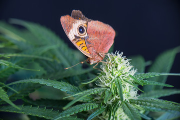 Cannabis flower and butterfly - Blooming Marijuana plant with ea