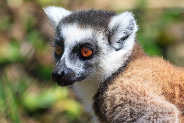 Naklejka na ściany i meble Ring-tailed Lemur (Lemur catta) in Anja reserve national park in Madagascar