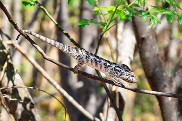 Beautiful camouflaged chameleon in Madagascar, presumably the Oustalet's or Malagasy giant chameleon (Furcifer oustaleti)