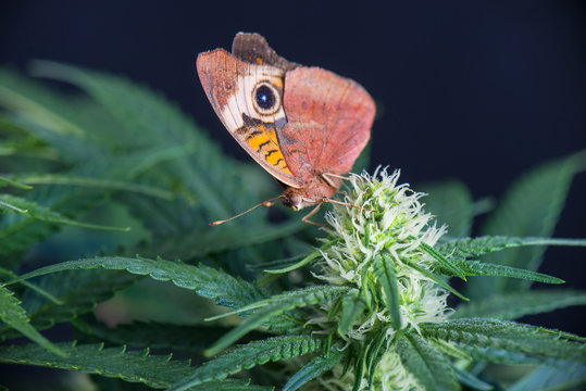Cannabis flower and butterfly - Blooming Marijuana plant with ea