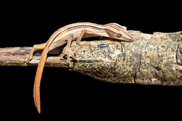 Lined Leaf-Tailed Gecko (Uroplatus lineatus) in Madagascar, isolated on a black background © dennisvdwater