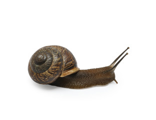 Snail isolated on white background