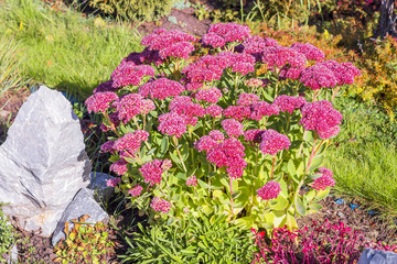 Sedum prominent (Sedum spectabile)