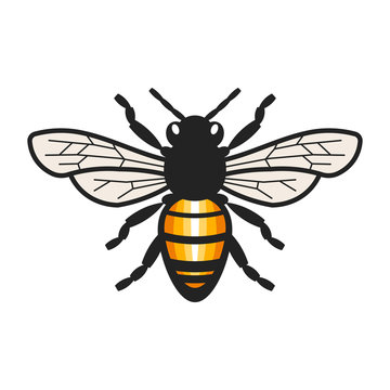 Honey Bee Illustration