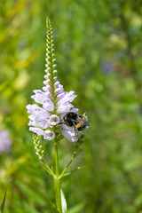 Hummel an Gelenkblume