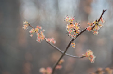 Tree Flowers #1