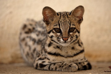 Tigerkatze oder auch Ozelotkatze aus Brasilien