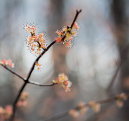 Tree Flowers #2