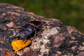 Stag Beetle (Serrognathus  lineatopunctatus) insect