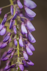 Naklejka premium Wysteria #3