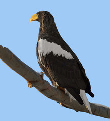 Steller's sea eagle (Haliaeetus pelagicus) on a blue background