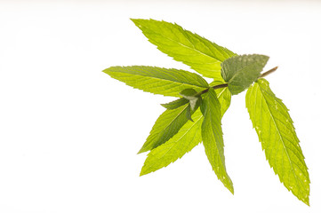 Fresh mint close up on white background