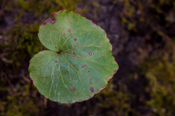 Galax Leaf