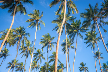 Кокосовые пальмы на фоне Неба.