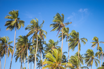 Fototapeta na wymiar Кокосовые пальмы на фоне Неба.
