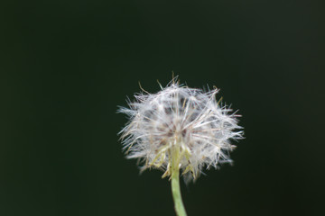 Fototapeta premium Puff #4