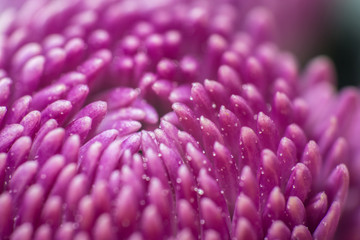 Purple Mum #3