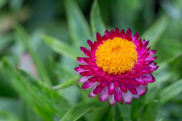 Purple Strawflower #4