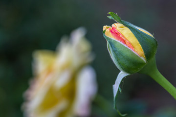 Peach Rose Bud #1