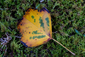 Yellow Leaf on Moss