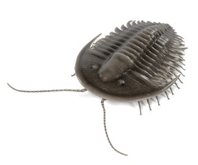 realistic 3d render of trilobite