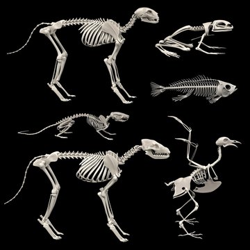 realistic 3d render of animal skeletons