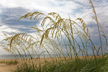 Sea oats against blustery sky. Outer Banks, North Carolina. Horizontal.