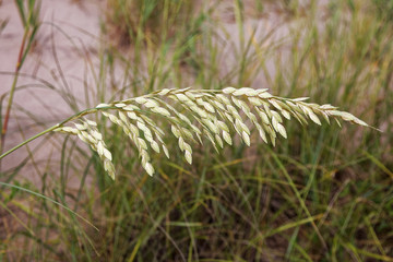 Close up of beach sea oats. Outer Banks, North Carolina. Horizontal.