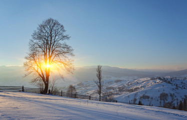 Winter landscape with lots of snow and trees covered with snow