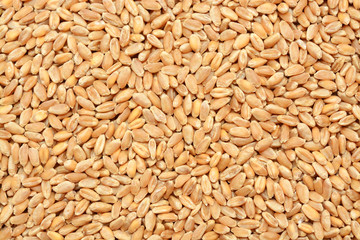 Wheat grain background
