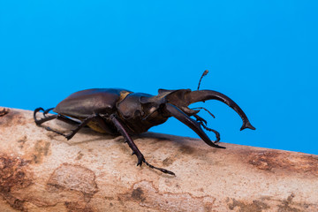 Stag beetle (Lucanus fairmairel)